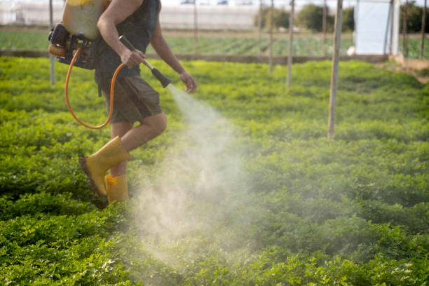 Best Affordable Pest Control Services  in Monument, CO