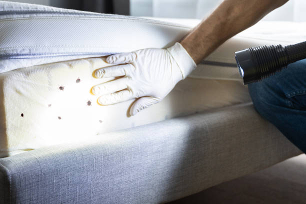 Best Local Pest Control Services  in Monument, CO
