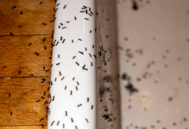  Monument, CO Pest Control Pros