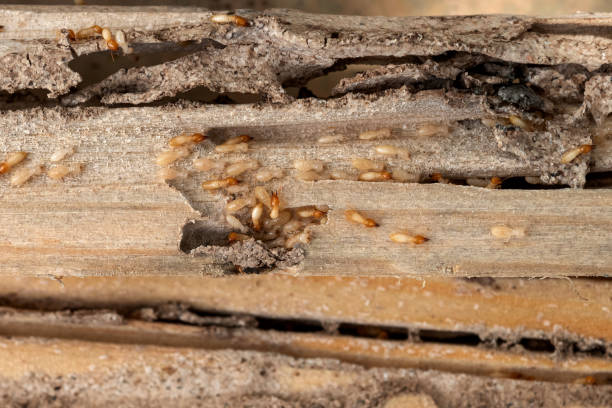 Best Rodent Control Near Me  in Monument, CO